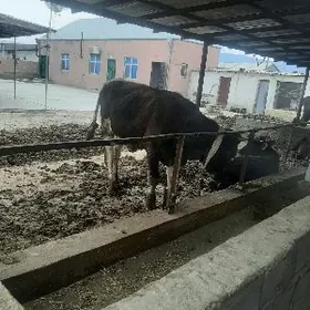 окиз гибрит