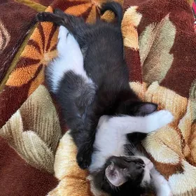 в добрые руки