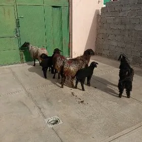 Guzuly goyun gara kol