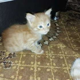 котенок рыжий