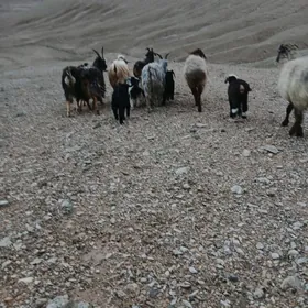 owlakly geçi guzuly goÿun