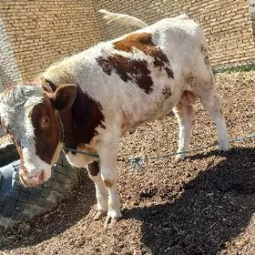 bahalary janda tel edin