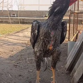 ГЕРМАН ШАМО