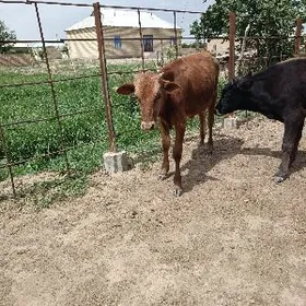 ÖKÜZÇELER 🦬🦬