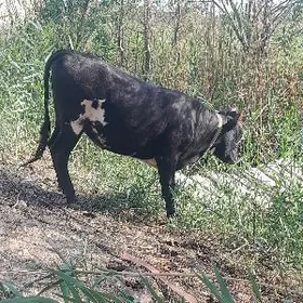 Bakylan gulajyn göle