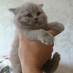 шотландский фолд