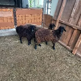 Bakylan İşşekler Tokgullar