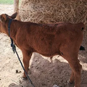 окузче учярым айлык