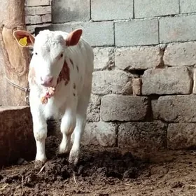 Simental Öküzçe Göle