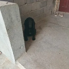 gujuk собака ценок