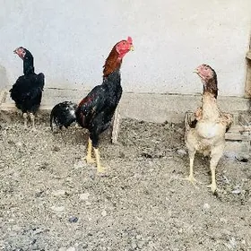 boysowy horaz we towyklar