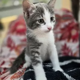 В добрые руки.