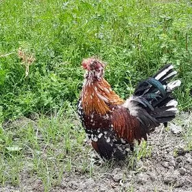 Troýka Karlik Horaz