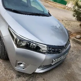 Korolla haliji 14 arginal deta