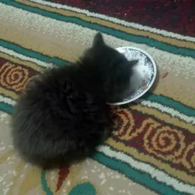 котёнок. юкотёнок pişik