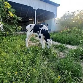 Okuz galesdeyin arassa ferma