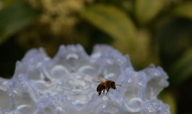 Britaniýaly dizaýner arylar üçin 3D-printerde çap edilen gülleri döretdi