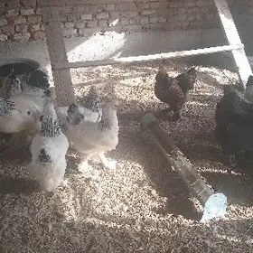 brama towuk horaz arginal