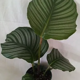 Цветы сортовые