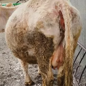 Tohum agyr bogoz sygyr