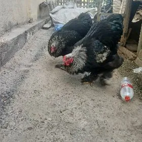 хораз.брама