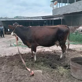 simental goleli sygyr