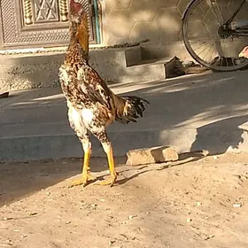 Парода. Хорах.