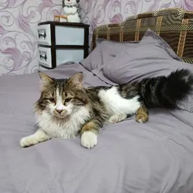 Пропал Кот Кузя!!!