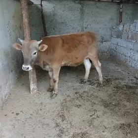 siwes okuz Tohum mal