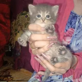 шотландский котёнок