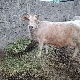 bogaz sygyr tohum mal