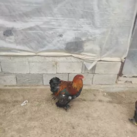 brama horazlar we maki