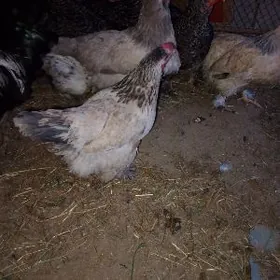 balgar we brama we bayes