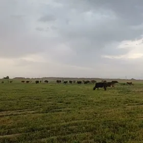 Hususy mal we towuk ferma