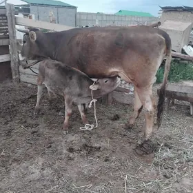 3 sany göleli sygyr