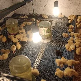 1000sany Bedene Gigant 1 gün