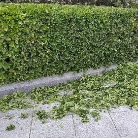 Bag bakja tymarlaÿcy