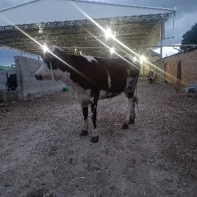 simenrSimental tüwe