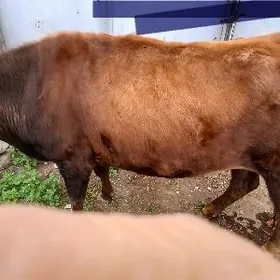 3 yasan tuwe dogmadyk