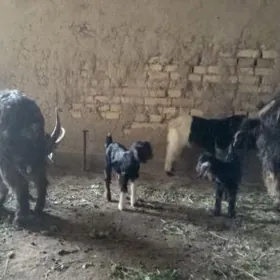 Ekiz owlakly geciler