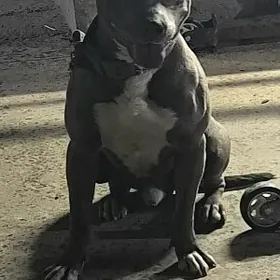 Pitbull terrier