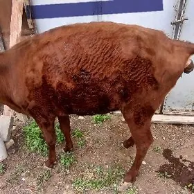 3 yasan Tuwe dogmadyk Gurat