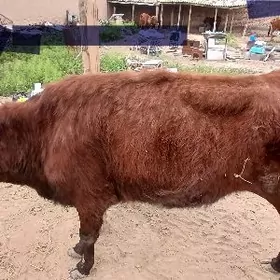 3 yasan tuwe dogmadyk