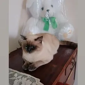 сиямиски парода