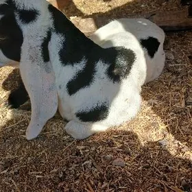 Пакистан арасса овлак