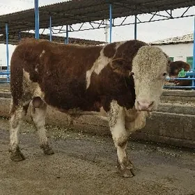 simmental okuz