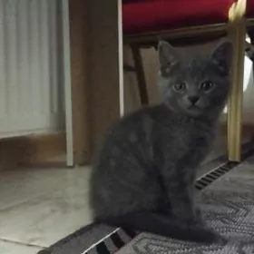 британские котята