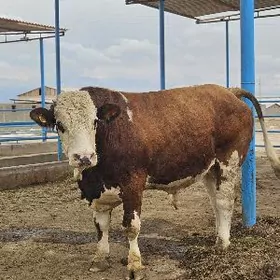 Simmental okuz