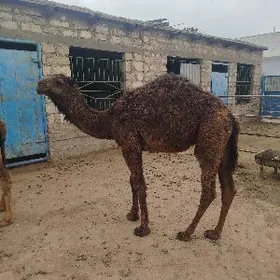 Огшык бакылан