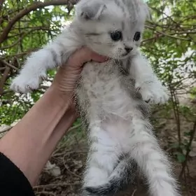 шиншилла котята